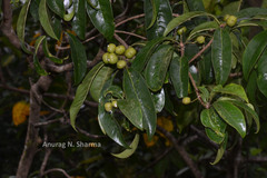 Pittosporum dasycaulon